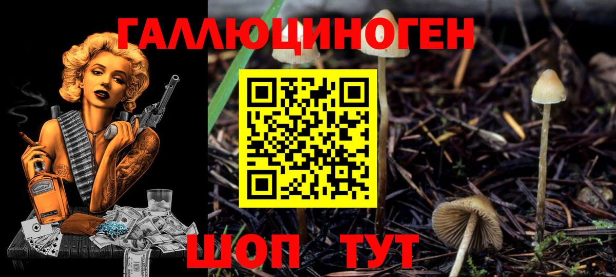 Галлюциногенные грибы Psilocybine cubensis Рассказово